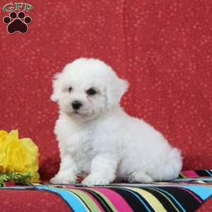 Walleye, Bichon Frise Puppy